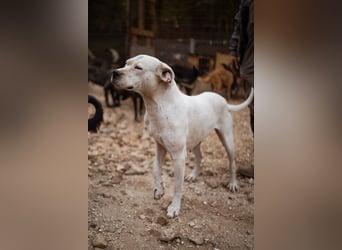 Dogo-Argentino-Mix-Lady ♥ Bila ♥ weißer Engel auf 4 Pfoten