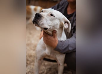 Dogo-Argentino-Mix-Lady ♥ Bila ♥ weißer Engel auf 4 Pfoten