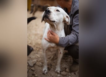 Dogo-Argentino-Mix-Lady ♥ Bila ♥ weißer Engel auf 4 Pfoten