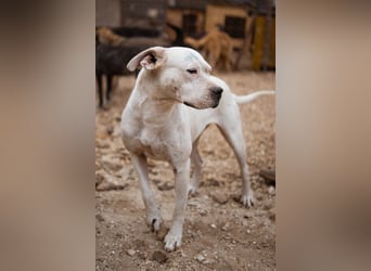 Dogo-Argentino-Mix-Lady ♥ Bila ♥ weißer Engel auf 4 Pfoten