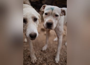 Dogo-Argentino-Mix-Lady ♥ Bila ♥ weißer Engel auf 4 Pfoten