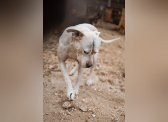 Dogo-Argentino-Mix-Lady ♥ Bila ♥ weißer Engel auf 4 Pfoten