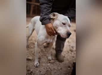 Dogo-Argentino-Mix-Lady ♥ Bila ♥ weißer Engel auf 4 Pfoten