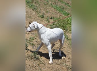 Mary - Sehr liebe (taube) Dogo-Argentino Hündin, ca. 3 Jahre alt, gut verträglich