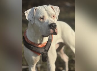 DECKRÜDE reinrassig Dogo Argentino