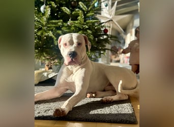 DECKRÜDE reinrassig Dogo Argentino