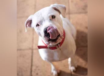 Boo, Dogo Argentino – American Bulldog-Mix, geb. 12/ 2020, freundlich, gut erzogen, sozial und volle