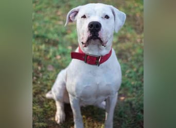 Boo, Dogo Argentino – American Bulldog-Mix, geb. 12/ 2020, freundlich, gut erzogen, sozial und volle