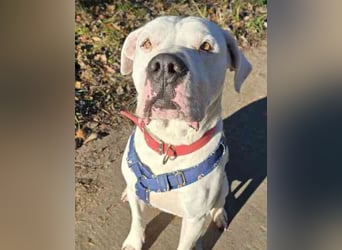 Boo, Dogo Argentino – American Bulldog-Mix, geb. 12/ 2020, freundlich, gut erzogen, sozial und volle