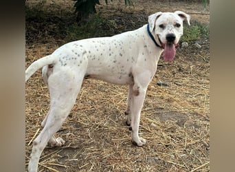 IVAR - sportlicher Riese sucht seinen Buddy