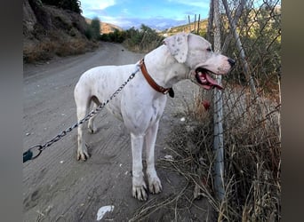 IVAR - sportlicher Riese sucht seinen Buddy