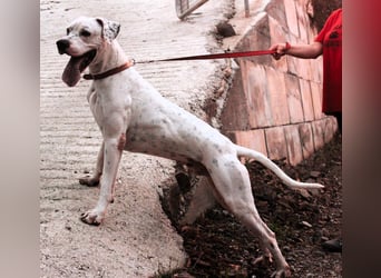 IVAR - sportlicher Riese sucht seinen Buddy