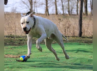 Sergio sucht Spielfreund!