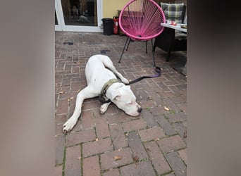 Knapp 2 Jahre alten Dogo Argentino an