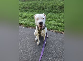 Knapp 2 Jahre alten Dogo Argentino an