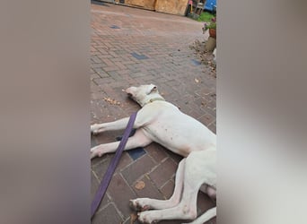 Knapp 2 Jahre alten Dogo Argentino an