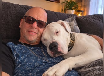 Knapp 2 Jahre alten Dogo Argentino an