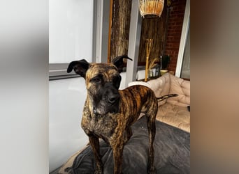 Ziva Tierschutzhund sucht ein Zuhause