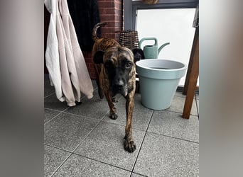 Ziva Tierschutzhund sucht ein Zuhause