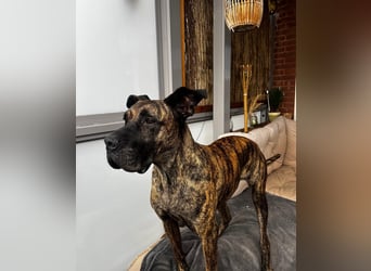 Ziva Tierschutzhund sucht ein Zuhause