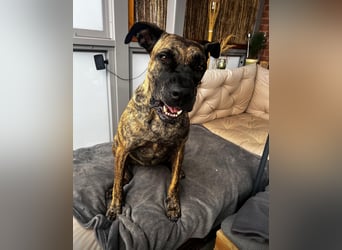 Ziva Tierschutzhund sucht ein Zuhause