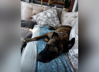 Ziva Tierschutzhund sucht ein Zuhause