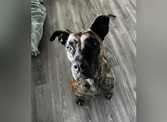 Ziva Tierschutzhund sucht ein Zuhause