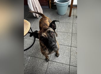 Ziva Tierschutzhund sucht ein Zuhause