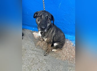 Chanel, ein gestromtes hübsches Mädchen