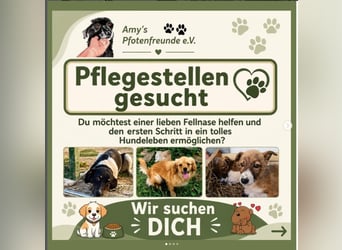 Dringend liebevolle Pflegestellen gesucht!
