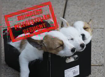 Dringend Pflegestellen für den Winter gesucht - Hundehilfe Marika e.V.