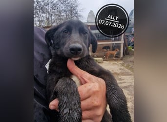 Dringend PFLEGESTELLEN gesucht!