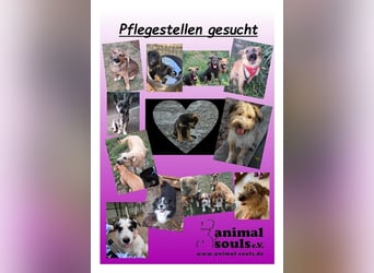 Dringend PFLEGESTELLEN gesucht!