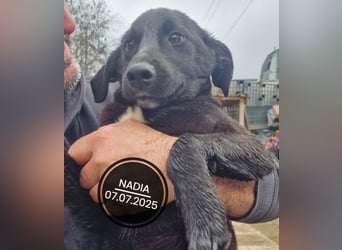 Dringend PFLEGESTELLEN gesucht!