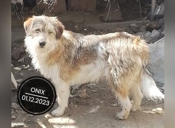 Dringend PFLEGESTELLEN gesucht!