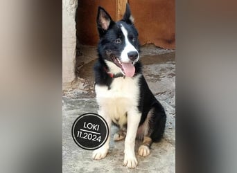 Dringend PFLEGESTELLEN gesucht!