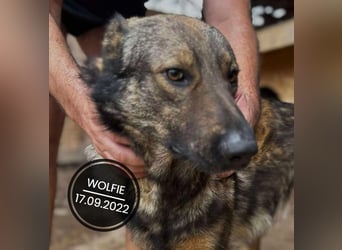 Dringend PFLEGESTELLEN gesucht!