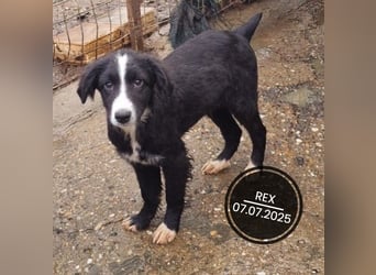 Dringend PFLEGESTELLEN gesucht!