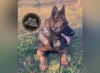 Dringend PFLEGESTELLEN gesucht!