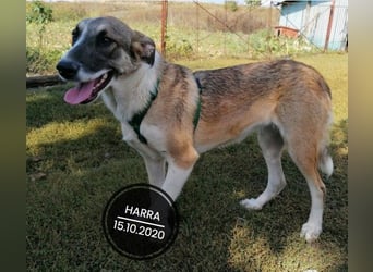 Dringend PFLEGESTELLEN gesucht!