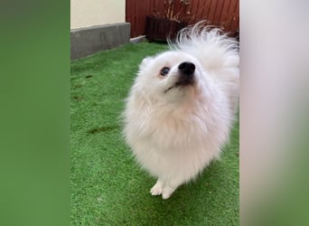 Louie SR – Ein kleiner Spitz mit großem Herz sucht sein Zuhause