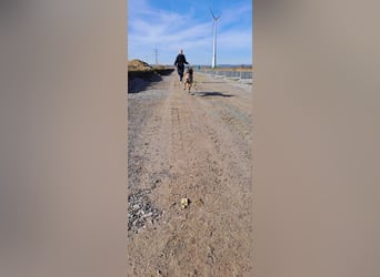 Brutus ein sportlicher verschmuster Malimix
