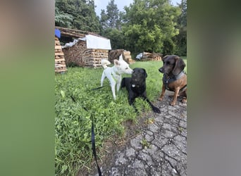 Berni - ein absoluter Traumhund