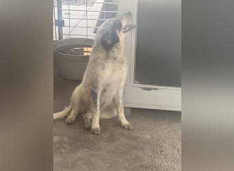 Mila: überfordert im Tierheim
