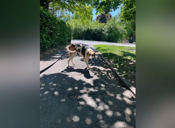 Familienhund Lona, zu besuchen in Bad Nauheim