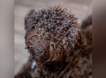 Lagotto - ein Herz aus Locken und Liebe