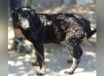 LARA Hundebaby in Lebensgefahr