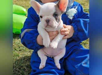 Französische Bulldoggen Welpen