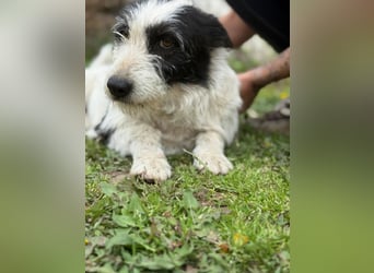 Holunderbeere LM - Sanfte Hündin mit großem Herzen sucht liebevolles Zuhause