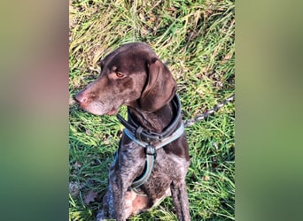 Neo wartet in Tierheim 75177 Pfortzheim